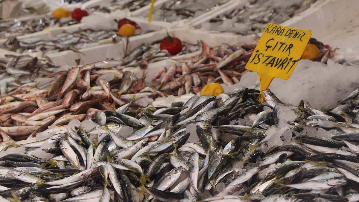 Bolluk yaşanıyor: İstavritin kilosu 8 TL'ye düştü