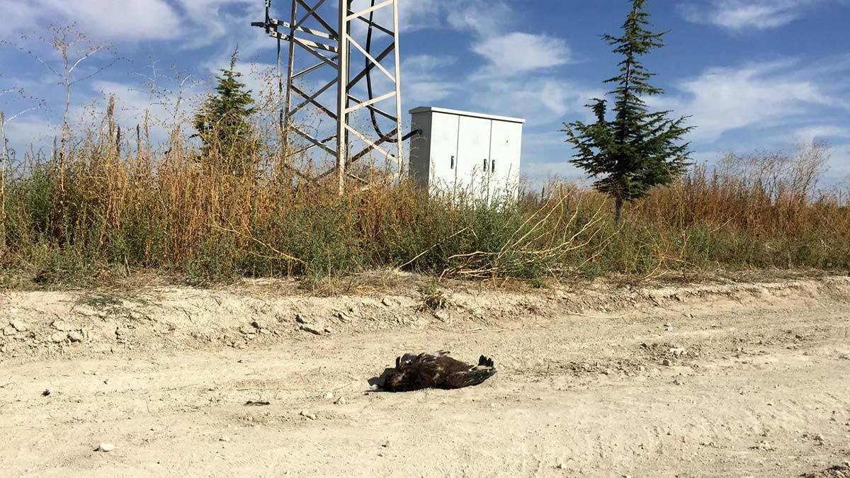Bulgaristan'da verici takılan kartal Konya'da öldü