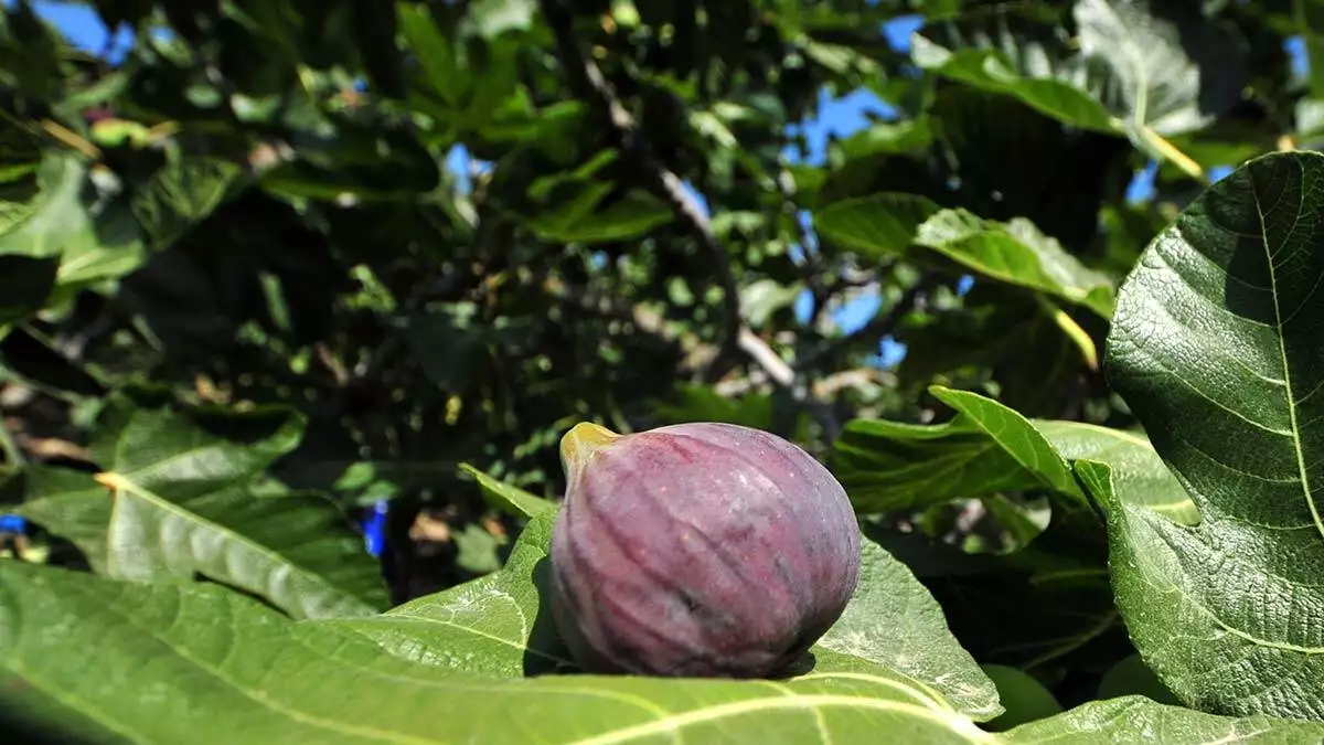 Bursa siyahı inciri dünya pazarına ihraç ediliyor