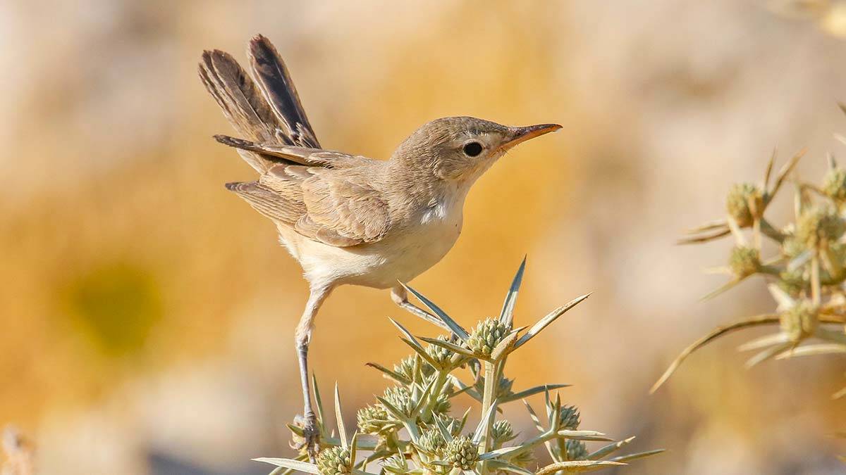 Dağ mukallidi Afrika göçü öncesi Mardin'de görüldü