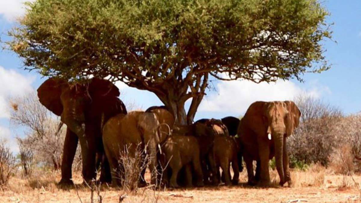 Dünya Meteoroloji Örgütü:1.2 derece ısınma