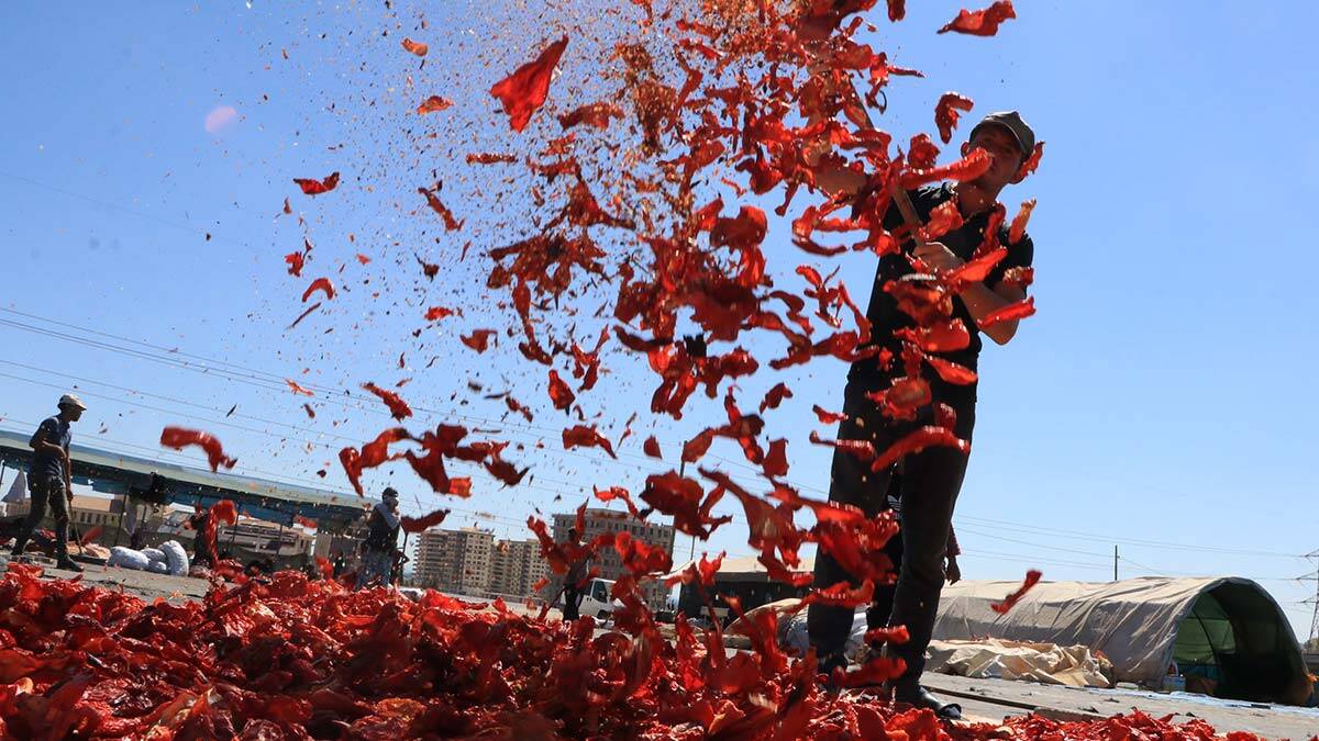 İsot kentte 10 bin kişiye geçim kaynağı oldu