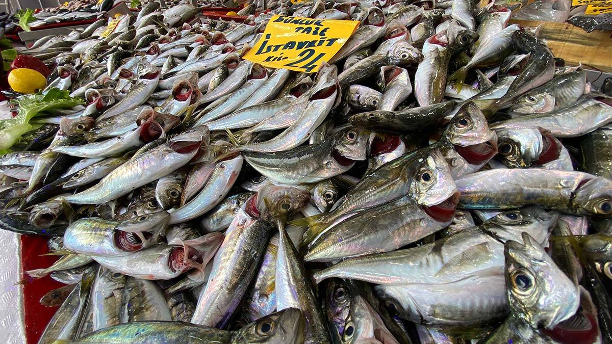 Karadeniz'de sezon istavrit bereketiyle başladı