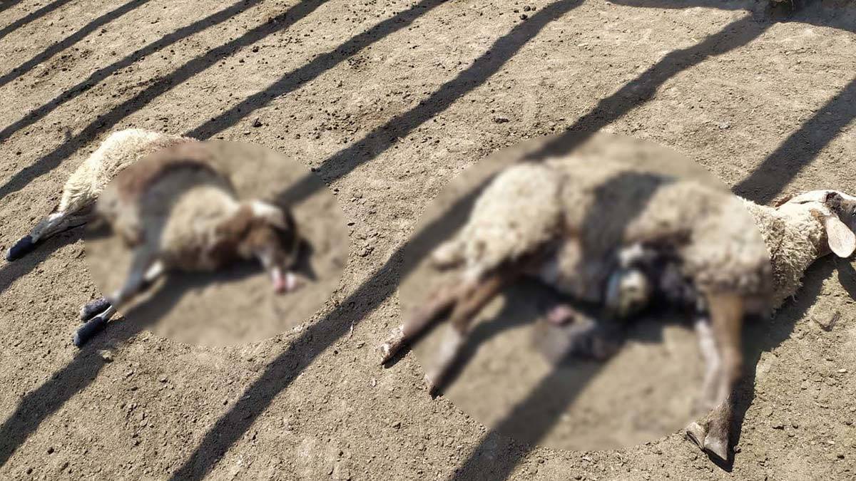 Kastamonu'da ağıla ayı saldırdı: 25 koyun öldü