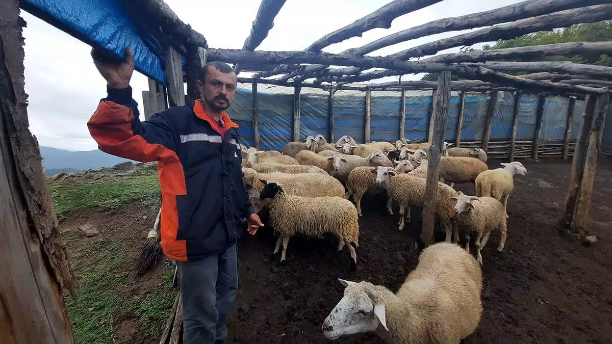 Kastamonuda agila ayi saldirdi 25 koyun oldu 2 - yaşam - haberton