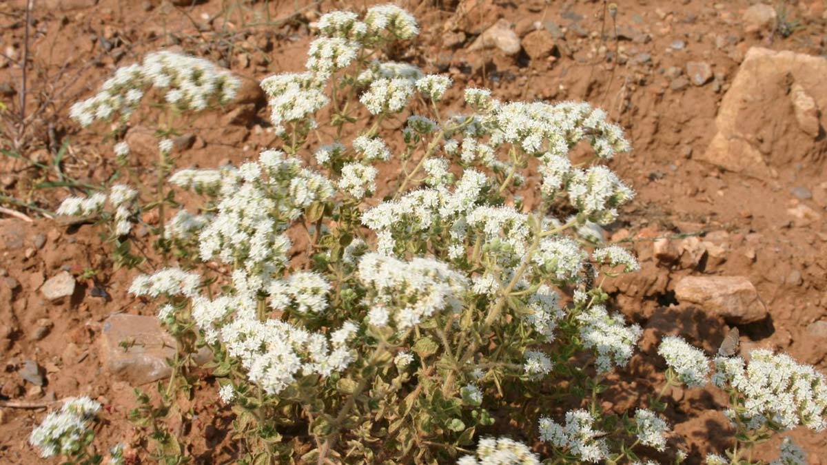 Kekiğin ekonomiye katkısı yaklaşık 1 milyar lira oldu