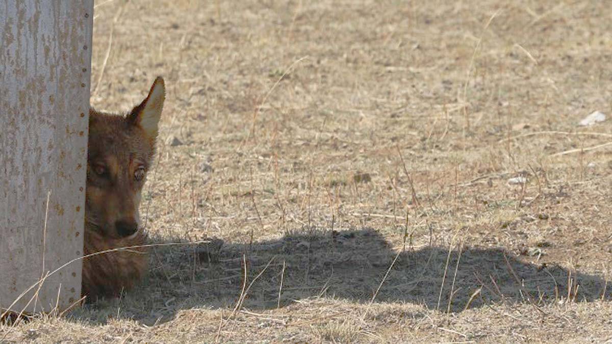 Koruma altına alınan 4 yavru kurt doğaya bırakıldı
