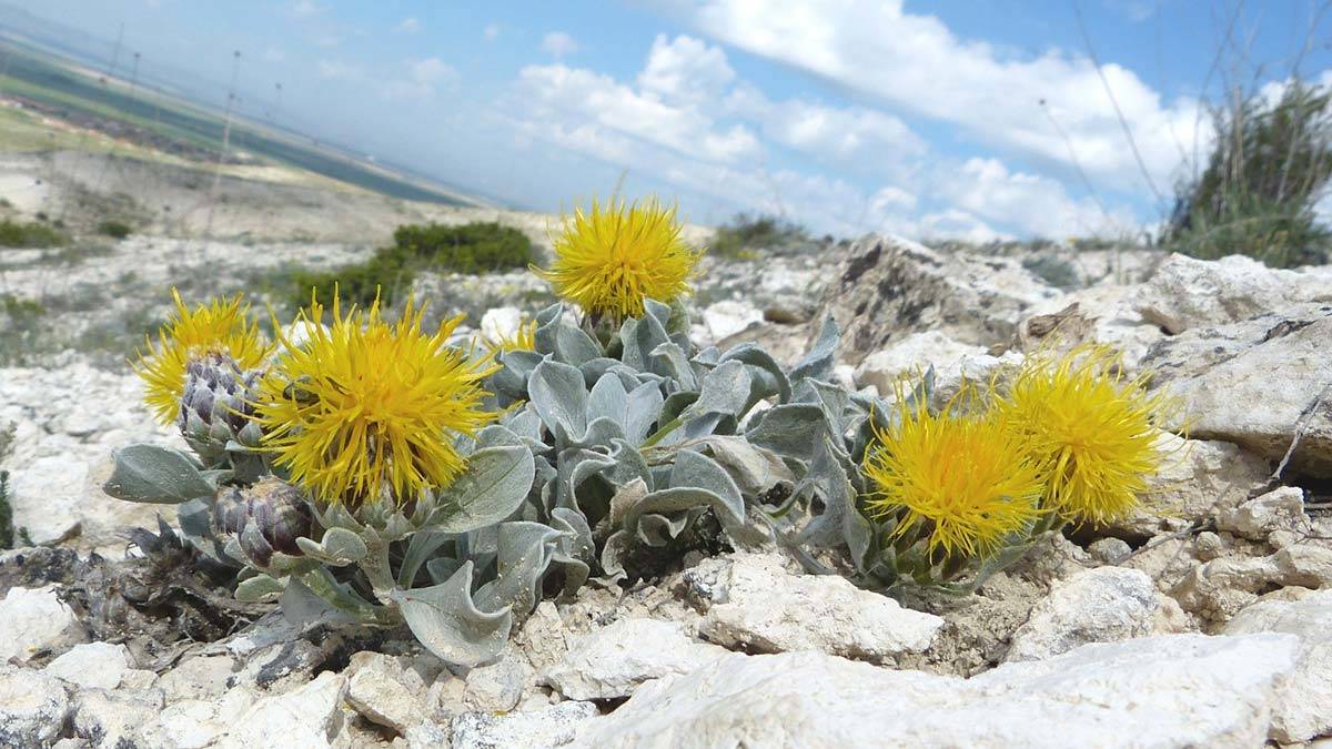 Kuraklığa dayanıklı 173 bitki türü tespit edildi