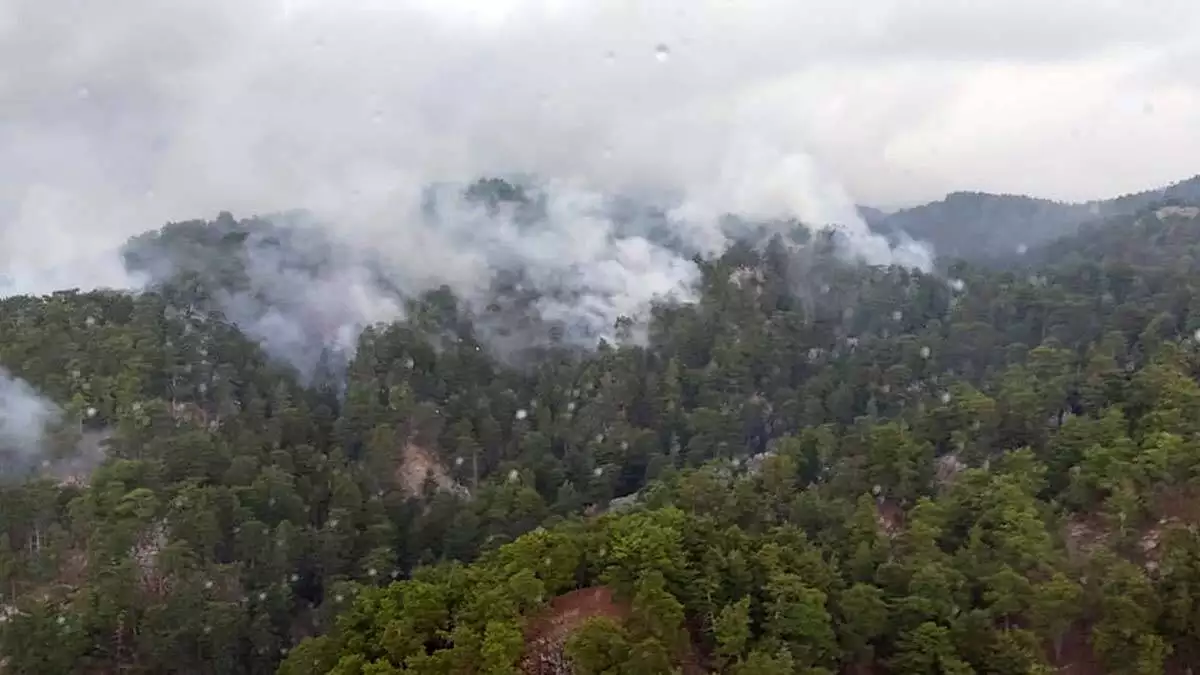 Manavgat'taki yangında 4 hektar orman zarar gördü