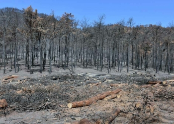 Marmaris'teki yangın izleri siliniyor