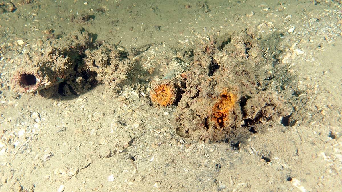 Müsilaj için kritik uyarı: Kasım ayına dikkat