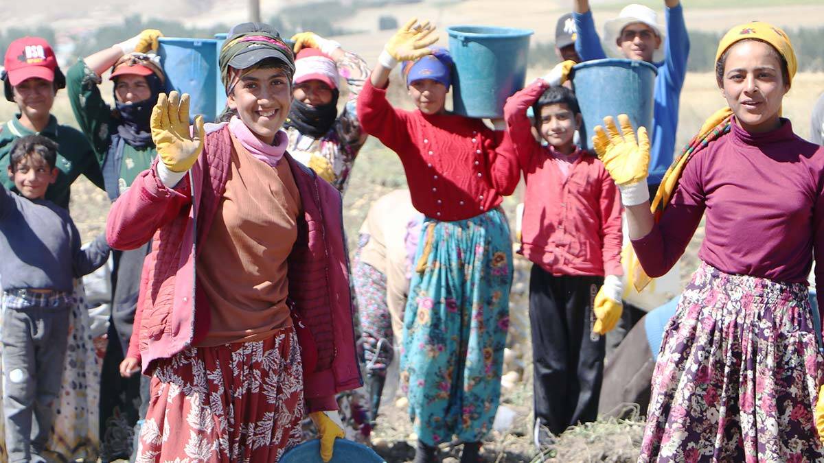 Okullar açıldı onlar hala patates tarlasında