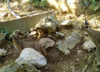 Ormanın hayalet kedisi Antalya'da görüntülendi