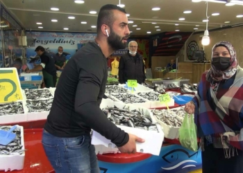 Rize'de istavritin kilosu 5 TL oldu