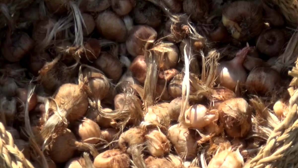 Safran verimi yapay zeka ile artırılacak