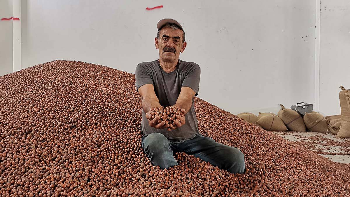 TMO duyurdu: Fındık üreticilerine ödemeler bugün