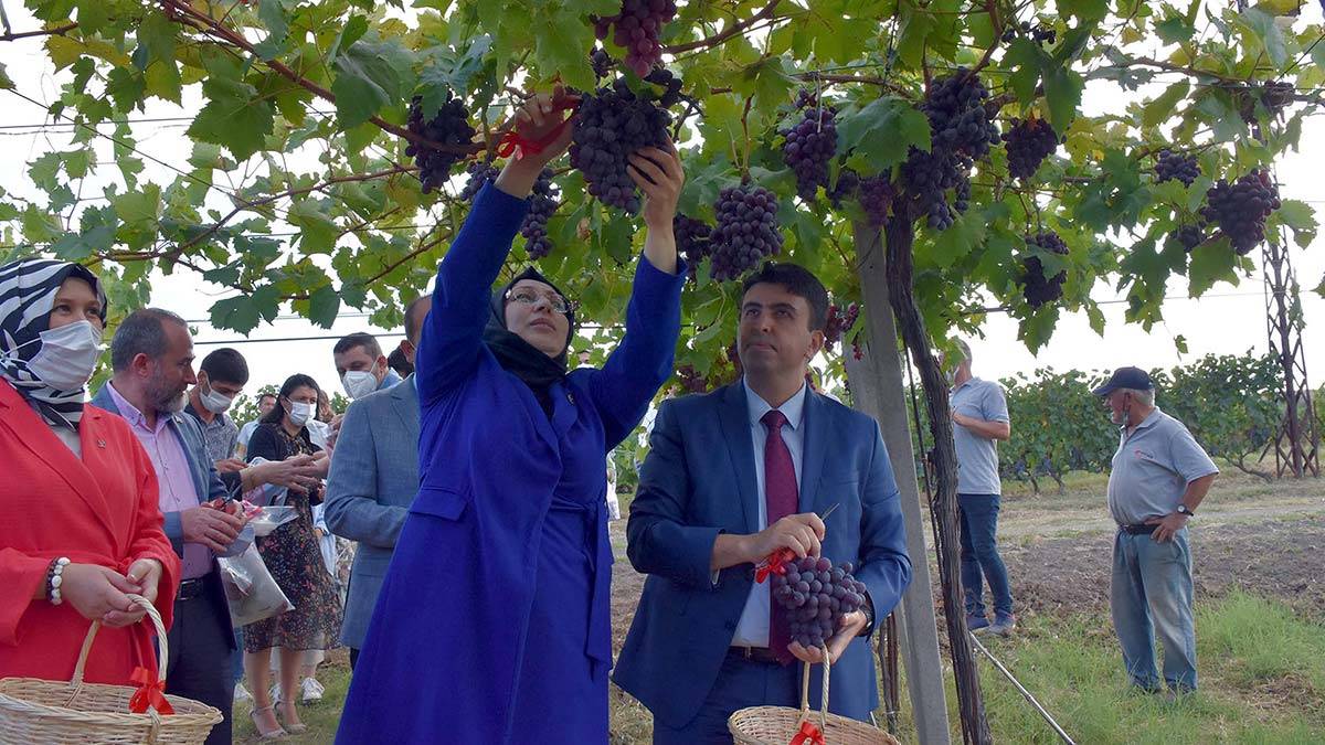 Tekirdağ'da bağ bozumu etkinliği düzenlendi
