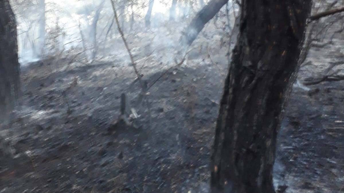 Tekirdağ'da orman yangını kontrol altında