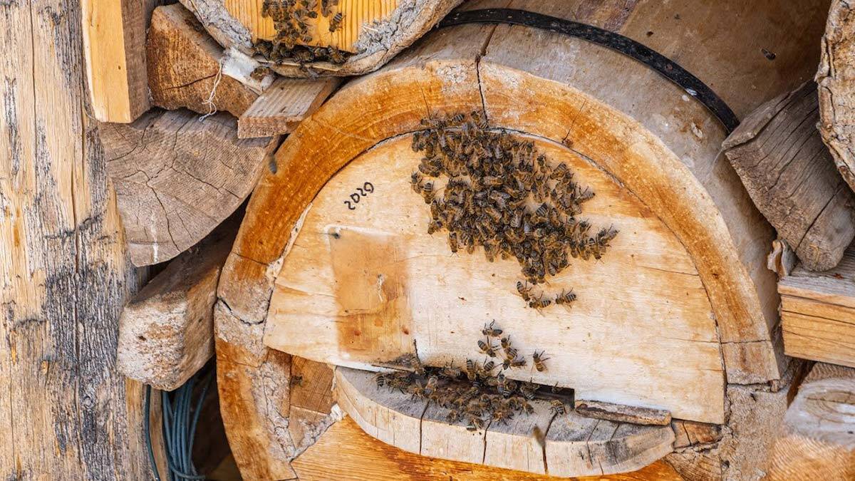 Tozanlı Vadisi'nde tonlarca bal üretiliyor