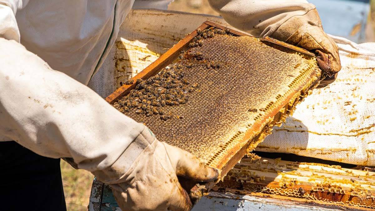 Tozanlı Vadisi'nde tonlarca bal üretiliyor