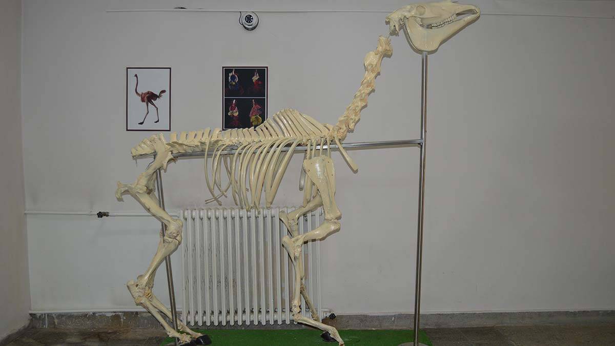 Türkiye'deki tek zürafa iskeleti Anatomi Müzesi'nde