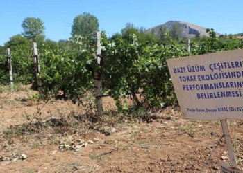 Üzüm üretiminde çeşitliliği artıracak araştırma