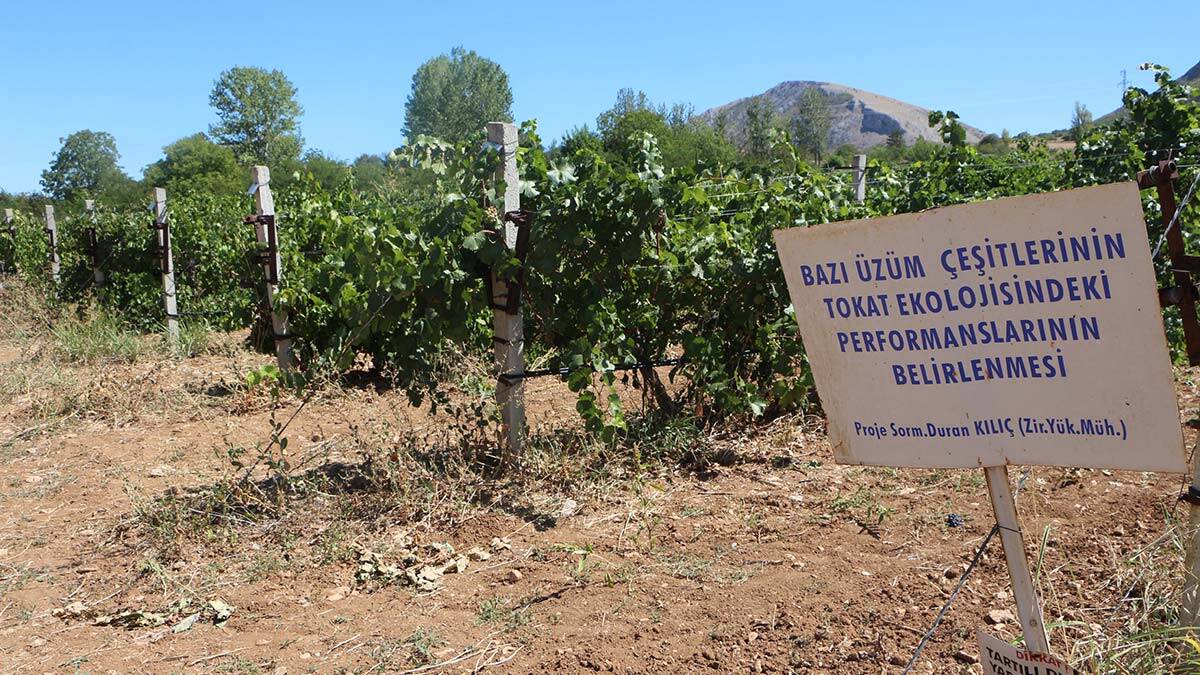 Üzüm üretiminde çeşitliliği artıracak araştırma