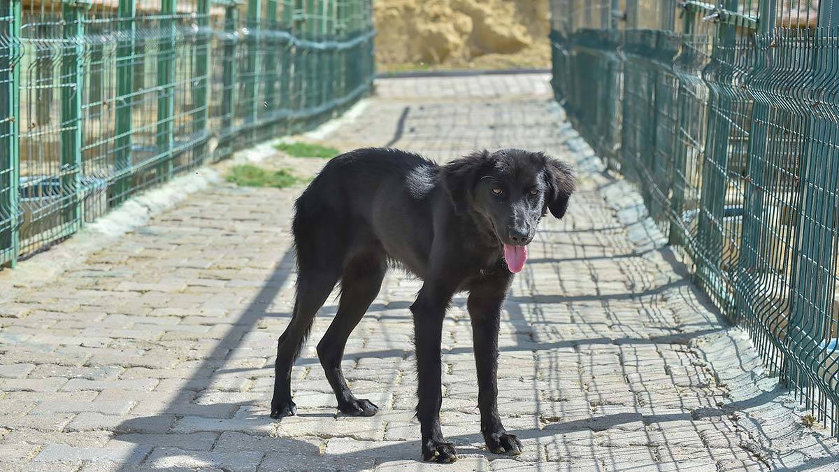 Belediyeler sokak hayvanlarının sağlığını koruyor