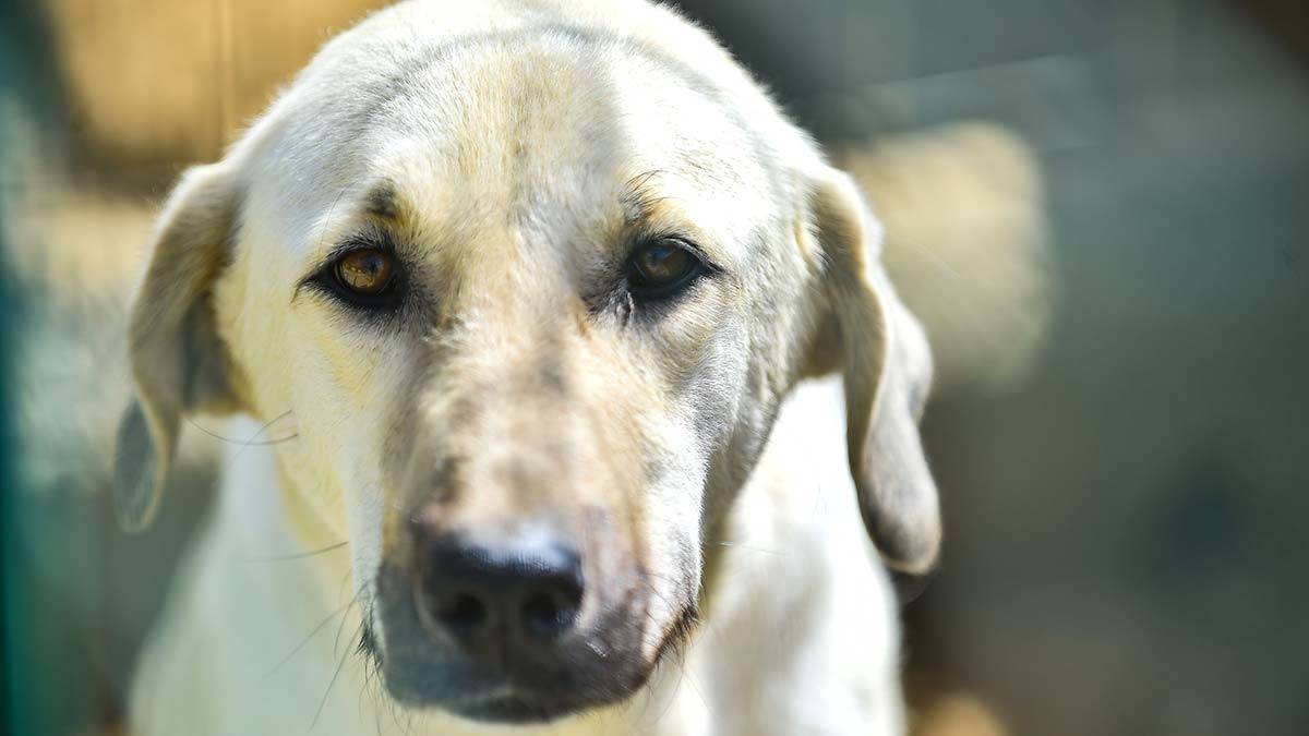 Belediyeler sokak hayvanlarının sağlığını koruyor