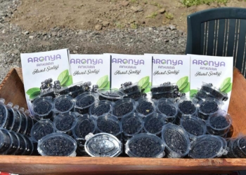 Büyükşehir'den ‘Aronia Meyvesi’ için destek