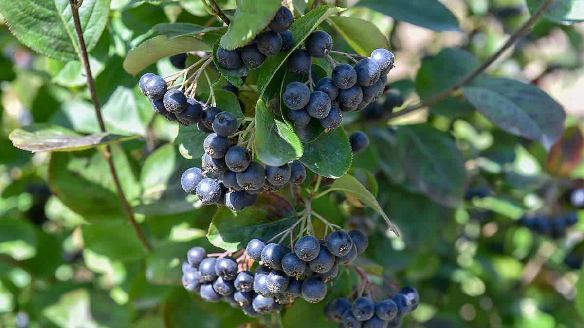 Büyükşehir'den ‘Aronia Meyvesi’ için destek