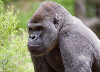 Gorillere hayvanlara özel Kovid-19 aşısı yapılacak