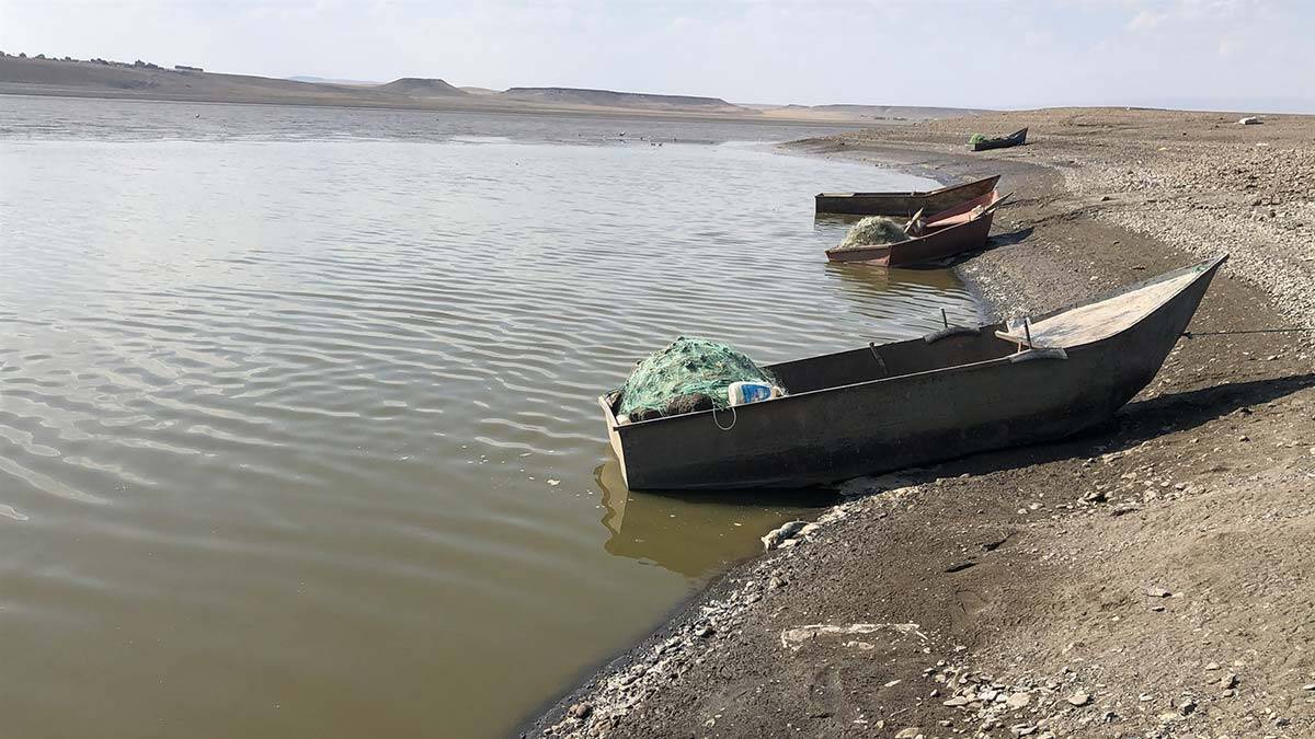 Arpaçay Barajı'nda su çekilince balıklar kıyıya vurdu
