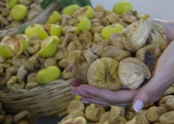 Kuraklık kuru inciri vurdu; Kilosu 100 lira oldu