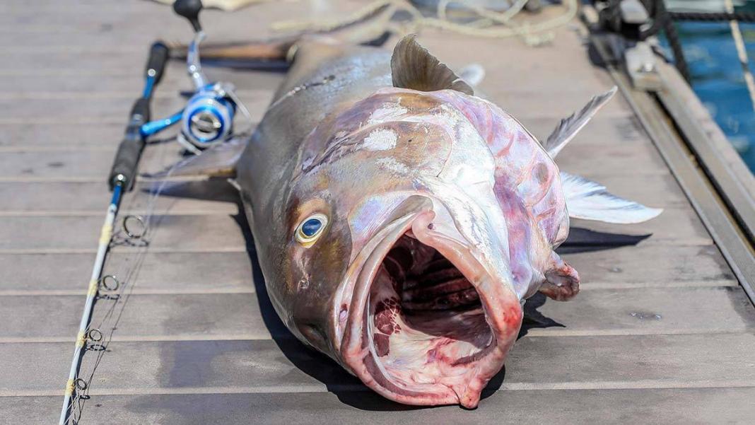 Baba-oğlu, 51 kiloluk kuzu balığı yakaladı
