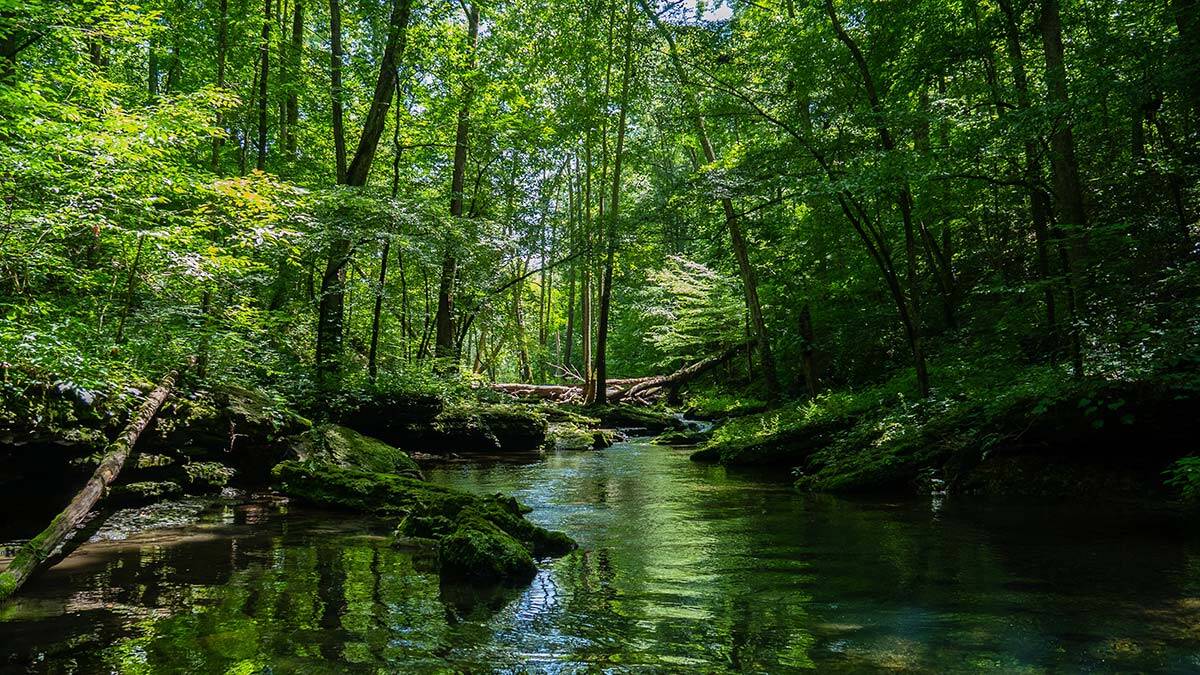 Solomon adalarında macera