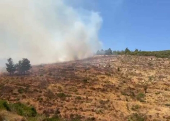 Bodrum ve Milas'ta orman yangını