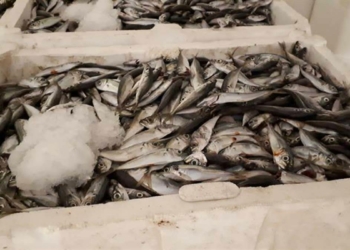 Boy yasağına aykırı avlanan 7 ton istavrite el konuldu
