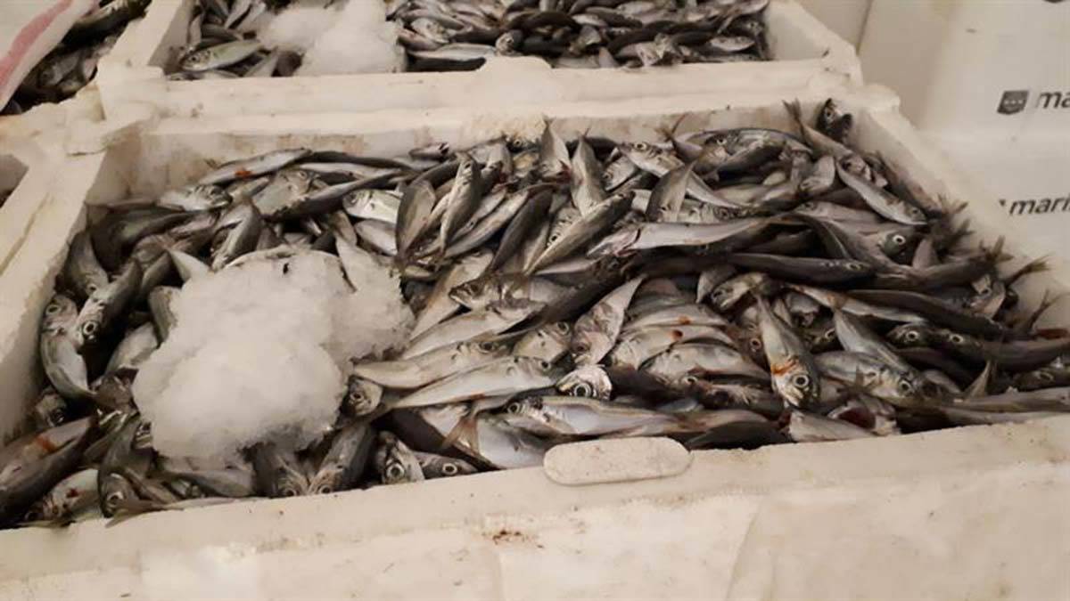 Boy yasağına aykırı avlanan 7 ton istavrite el konuldu