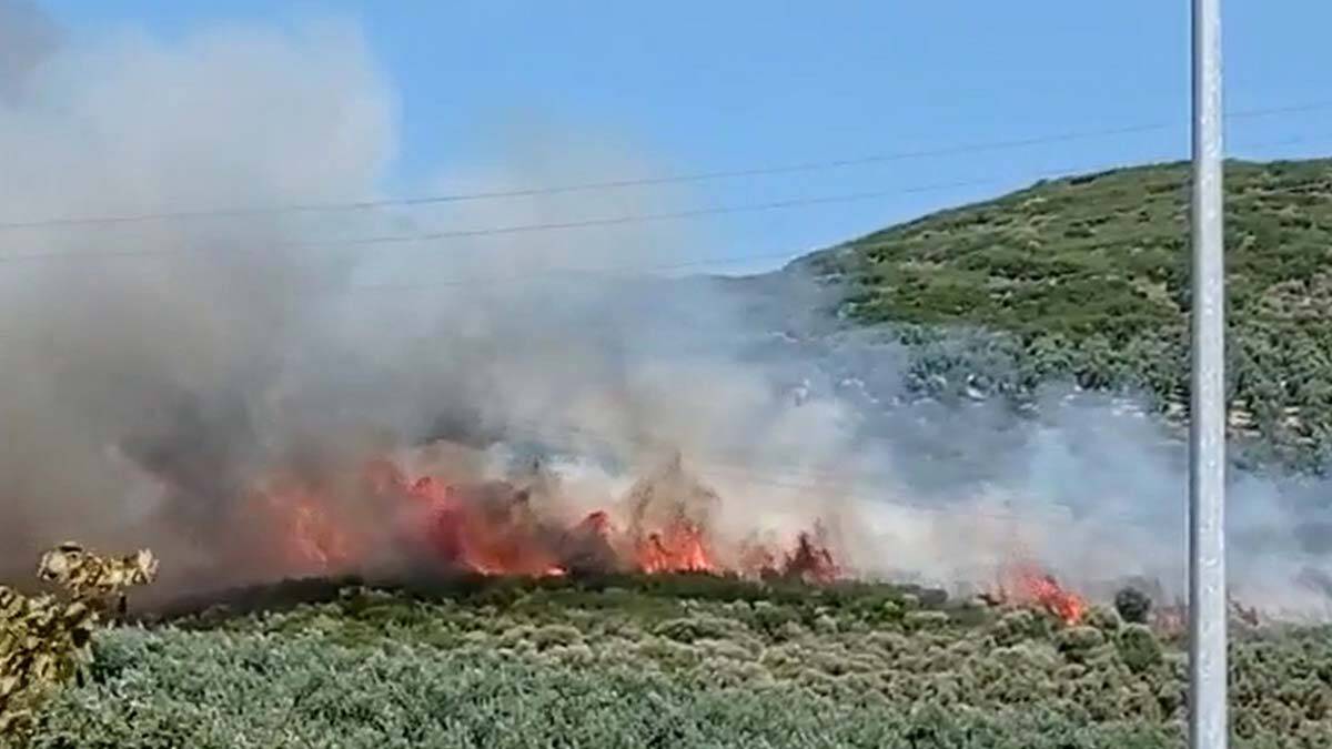 Bursa'da zeytinlikte yangın