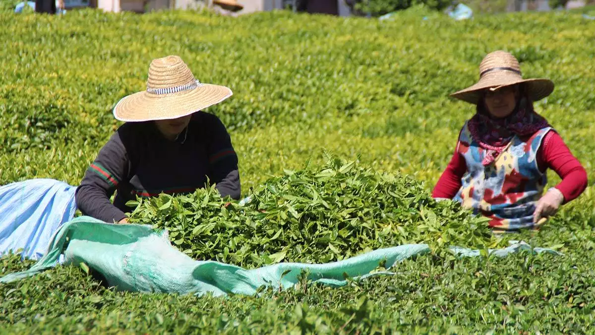 Yaş çay üretiminde 100 milyon dolar üreticiye kaldı