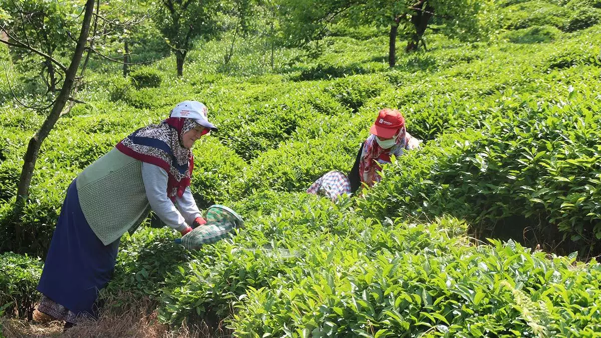 Yaş çay üretiminde 100 milyon dolar üreticiye kaldı