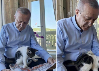Erdoğan torununun kedisine gazete okudu