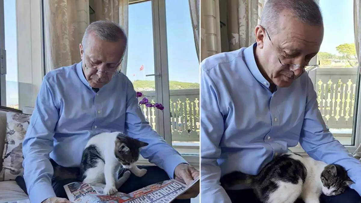 Erdoğan torununun kedisine gazete okudu