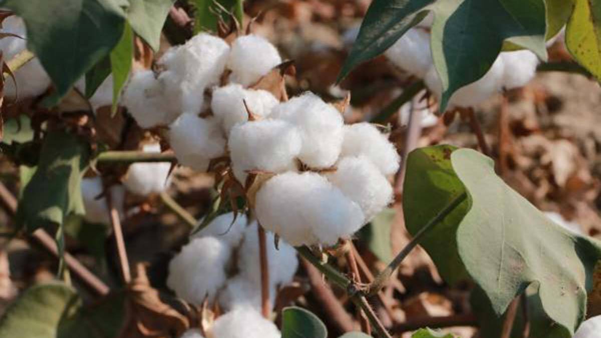 Gelincik pamuk, üretimi arttı