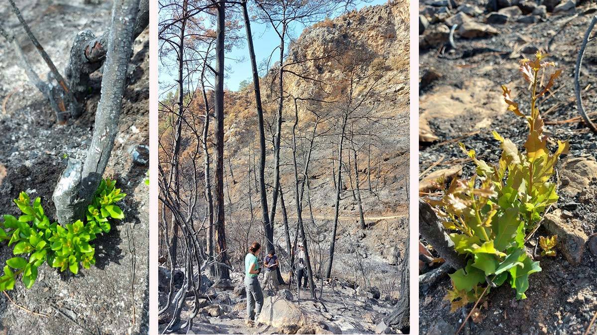 Yanan bölgeler için ekolojik kurtarma operasyonu