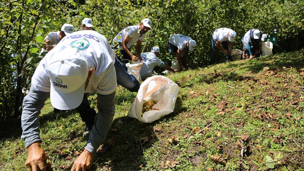 Fındık hasadı bitti, vakalar düşüşe geçti