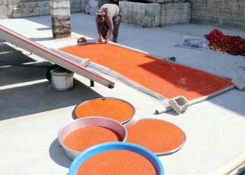 Biber salçası için hummalı çalışma
