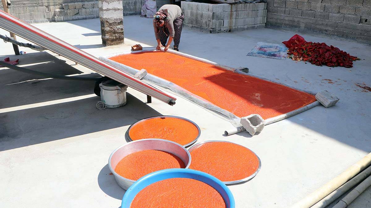 Biber salçası için hummalı çalışma