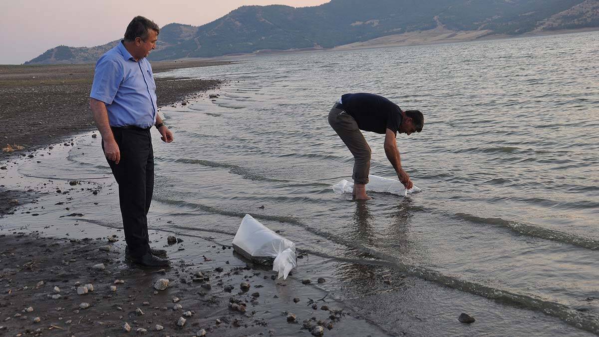 Baraja 40 bin aynalı sazan yavrusu bırakıldı